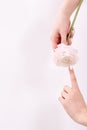 Cropped image of a girl in jeans and a T-shirt holding a red flower in her hands with a manicure on a white background Royalty Free Stock Photo