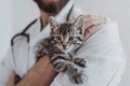 Cropped Image of Handsome Male Veterinarian Doctor with Stethoscope Holding Cute Fluffy Striped Kitten in Arms in Veterinary Royalty Free Stock Photo