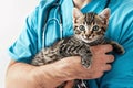 Cropped Image of Handsome Male Veterinarian Doctor with Stethoscope Holding Cute Fluffy Striped Kitten in Arms in Veterinary Royalty Free Stock Photo