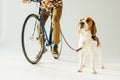 cropped image of man on bike with beagle Royalty Free Stock Photo