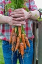 Photo of mature farmer wearing hat while carrying carrots at barn Royalty Free Stock Photo