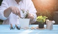 Cropped image of mature women planting small houseplant into white plastic flower pot on wooden blue table with flare light in Royalty Free Stock Photo