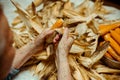 Cropped image of an old lady peeling and selecting with hands corn on a table surrounded by corn peel. Agriculture work.