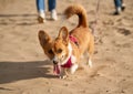 Cropped image of people walking in beach with dog. Foots of woman and man Royalty Free Stock Photo