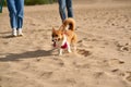 Cropped image of people walking in beach with dog. Foots of woman and man going on sand road Royalty Free Stock Photo