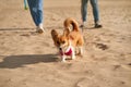 Cropped image of people walking in beach with dog. Foots of woman and man Royalty Free Stock Photo