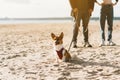 Cropped image of people walking in beach with dog. Foots of woman and man standing on sand Royalty Free Stock Photo