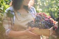 Cropped image of a pretty woman viticulturist carrying a wooden crate with grapes harvest. Sunlight falling on vineyard