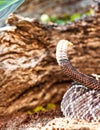 Cropped Image Of South American Rattlesnake Royalty Free Stock Photo