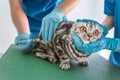 cropped image of two veterinarians making injection to british shorthair cat
