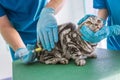cropped image of two veterinarians making vaccination to british shorthair cat