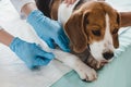 cropped image of veterinarian bandaging beagle paw