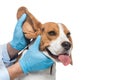cropped image of veterinarian examining beagle ear