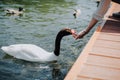 cropped image of woman feeding swan while sitting on wooden