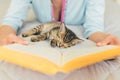 Cropped image of woman reading book laying on bed with small tabby kitten Royalty Free Stock Photo