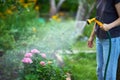 Cropped image of young woman watering flowers and plants in garden with hose in sunny blooming backyard Royalty Free Stock Photo