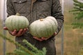 Cropped man in a jacket holding in his hands the grey pumpkin