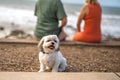 Cropped man and woman sitting on the beach behind little cute white lap-dog. Blurred ocean beach on background. Royalty Free Stock Photo