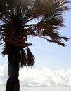 Cropped Palm Royalty Free Stock Photo