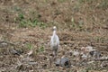 Cropped and partial view of a white Crane bird with yellow beak alone display under sunlight. Royalty Free Stock Photo