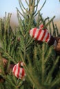 cropped photo of female hands in winter gloves in a red and white striped hugging green Christmas tree outdoors Royalty Free Stock Photo