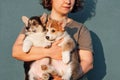 Cropped photo of middle-aged woman standing on blue background, holding two chubby puppies of dog welsh pembroke corgi.