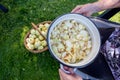 Cropped photo of old woman`s hand with a pan of sliced apples on the background with a wicker basket of apples, open air