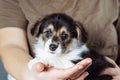 Cropped photo of woman owner holding wonderful little brown white puppy of dog welsh pembroke corgi lying on hands.