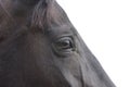 Cropped portrait of black horse, overexposed image. Close up shot - eye of black horse. Royalty Free Stock Photo