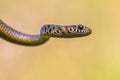 Cropped Portrait of large Whip Snake