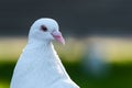 Cropped portrait of a white homing pigeon focused on its eye with grass background in park in summer time. close up Royalty Free Stock Photo