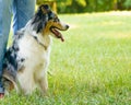 Adorable dog Australian Shepherd near owners legs in green meadow during walk in nature Royalty Free Stock Photo