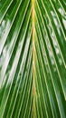 Cropped shot of a big palm leaf Royalty Free Stock Photo
