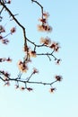 Cropped Shot Of Blooming Apricot Tree. Abstract Nature Background. Beautiful Nature.