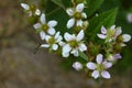 Cropped shot of blooming blackberry branch. Royalty Free Stock Photo