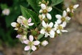 Cropped shot of blooming blackberry branch. Royalty Free Stock Photo