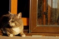 Cropped Shot Of A Cat Sitting Outdoor. Tabby Cat Outdoors.