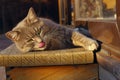 Cropped Shot Of A Cat Sitting Outdoor. Tabby Cat Outdoors.