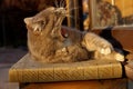 Cropped Shot Of A Cat Sitting Outdoor. Tabby Cat Outdoors.