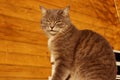 Cropped Shot Of A Cat Sitting Over Wooden Background. Tabby Cat Outdoors.