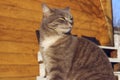 Cropped Shot Of A Cat Sitting Over Wooden Background. Tabby Cat Outdoors.