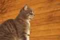 Cropped Shot Of A Cat Sitting Over Wooden Background. Tabby Cat Outdoors.