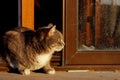 Cropped Shot Of A Cat Sitting Over Wooden Background. Tabby Cat Outdoors.