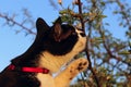 Cropped Shot Of A Cat Sniffing White Flowers Over Blue Sky Background.