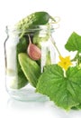 Cropped shot of cucumbers in jar preparate for canning isolated on white Royalty Free Stock Photo