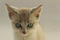 Cropped shot of cute kitten with blue eyes. Royalty Free Stock Photo