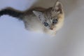 Cropped shot of cute kitten with blue eyes. Royalty Free Stock Photo