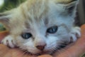 Cropped Shot of Cute Little Kitten With Blue Eyes. Cat. Royalty Free Stock Photo