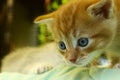 Cropped Shot of Cute Little Kitten With Blue Eyes. Cat. Royalty Free Stock Photo