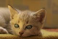 Cropped shot of Cute little kitten with blue eyes. Royalty Free Stock Photo